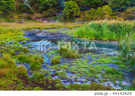 湯ノ平湿原　朝風景　【栃木県日光市湯元】 44142629