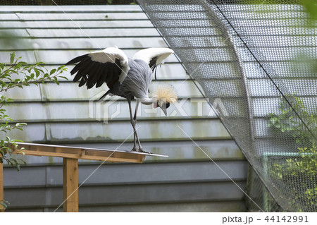 大牟田市動物園　カンムリツル　 44142991