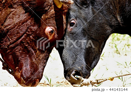 山古志の牛の角突き 44143144