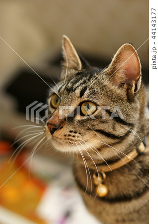 鳥取 四季の散歩 Love cat 鳥取 四季の散歩 Love cat 44143177