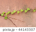 蔦のある壁 44143307