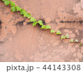 蔦のある壁 44143308