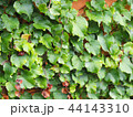 蔦の壁 44143310