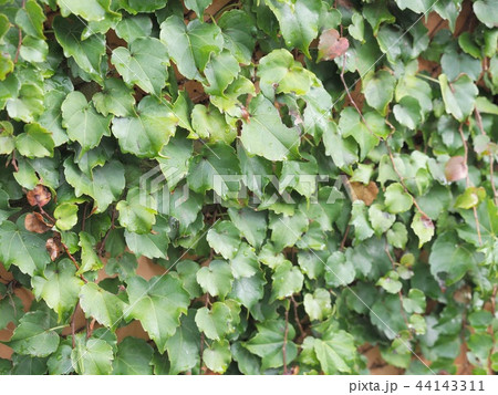 蔦の壁 44143311