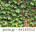 蔦の壁 44143312