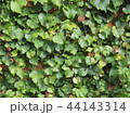 緑の壁 44143314
