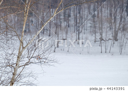 雪原 背景ボケ の写真素材