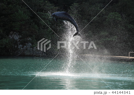 ゴンドウジャンプ 44144341