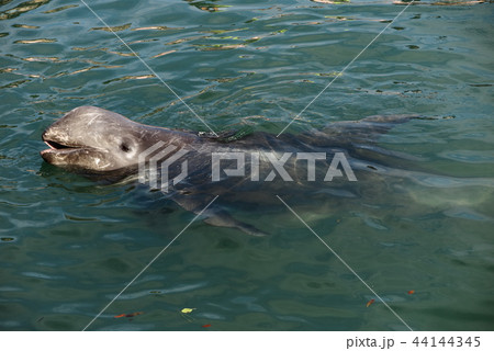 ハナゴンドウ横 44144345