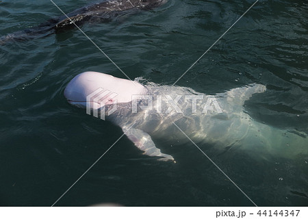 白いハナゴンドウ 44144347