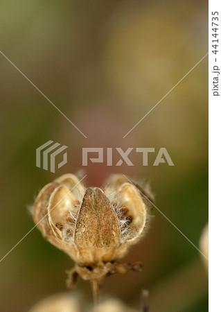 鳥取　四季の散歩　冬　枯芙蓉 44144735