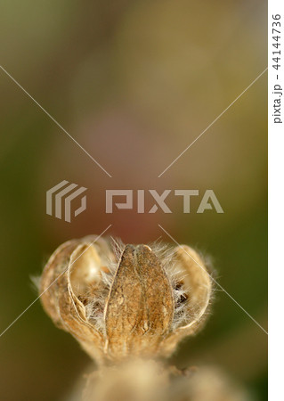 鳥取　四季の散歩　冬　枯芙蓉 44144736