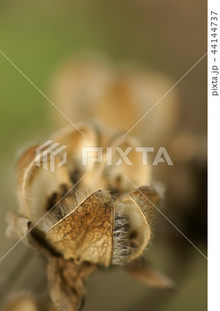 鳥取　四季の散歩　冬　枯芙蓉 44144737