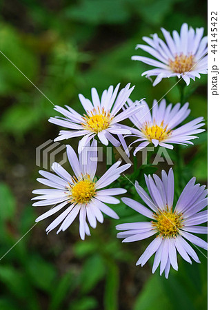 美しい薄紫色のユウゼンギク 美しい薄紫色のユウゼンギク 44145422