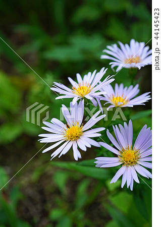 美しい薄紫色のユウゼンギクの写真素材