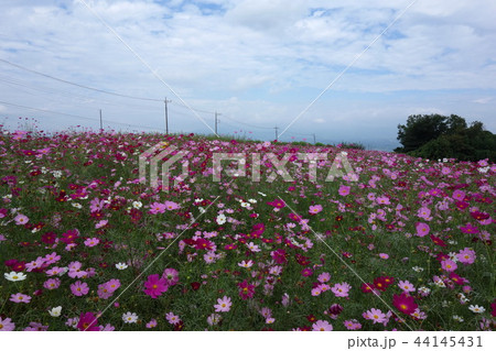 鼻高展望花の丘のコスモス 鼻高展望花の丘のコスモス 44145431