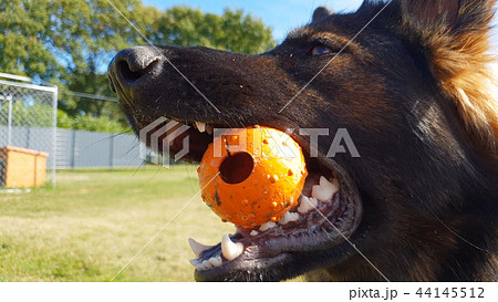 Beautiful young german shepherd dog playing with ball Beautiful young german shepherd dog playing with ball 44145512