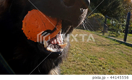 Beautiful young german shepherd dog playing with ball Beautiful young german shepherd dog playing with ball 44145556