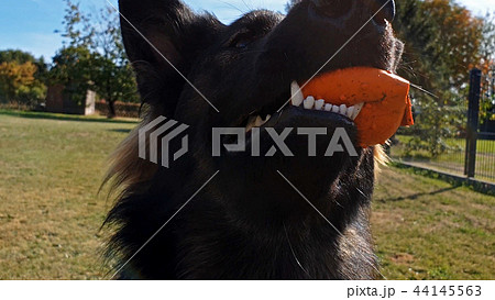 Beautiful young german shepherd dog playing with ball Beautiful young german shepherd dog playing with ball 44145563