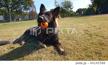 Beautiful young german shepherd dog playing with ball Beautiful young german shepherd dog playing with ball 44145566