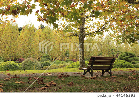 秋の公園　ベンチとプラタナスの並木 44146393