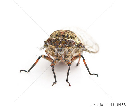 cicada on white background 44146488