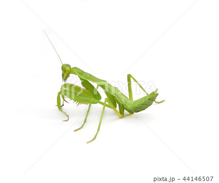 Female Praying Mantis in front of white background 44146507