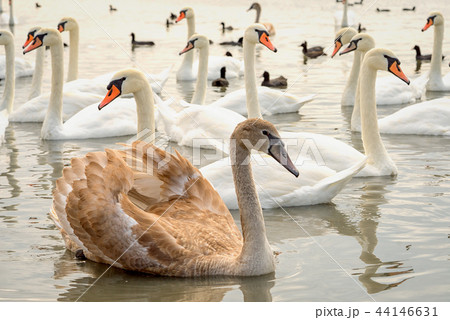 group of white and broun young swans on the lake group of white and broun young swans on the lake 44146631