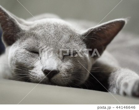 つぶれて寝る猫 つぶれて寝る猫 44146646