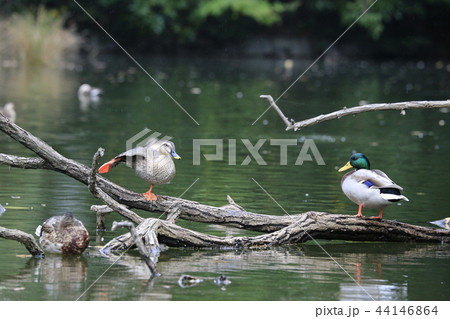 倒木の上で休憩するカルガモとマガモの雄 右 の写真素材