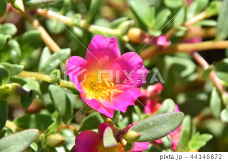 ポーチュラカ（花滑りひゆ） 44146872