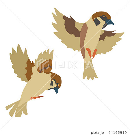 飛ぶ２羽のスズメのイラスト素材 44146919 Pixta