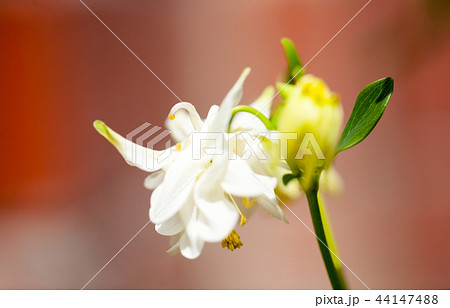 白オダマキの写真素材