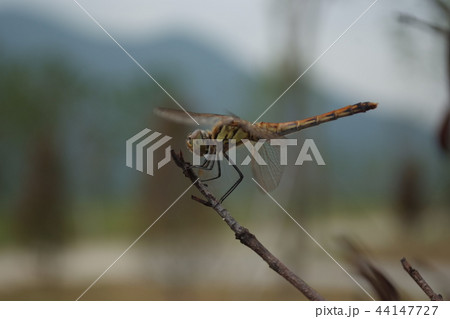トンボ 自然 昆虫 44147727
