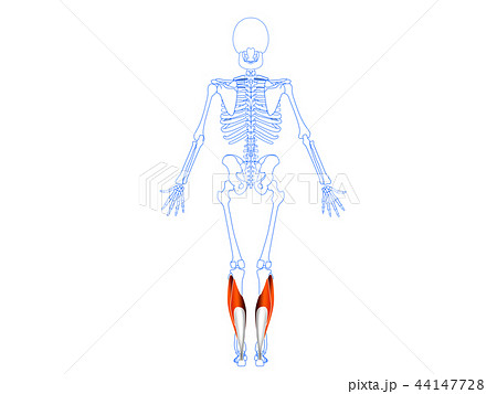 下腿三頭筋3 44147728