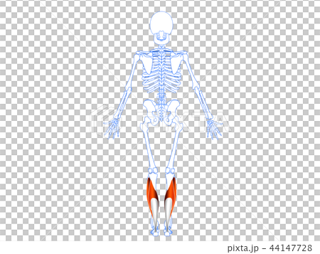 下腿三頭筋3 44147728