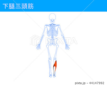 下腿三頭筋4 44147992