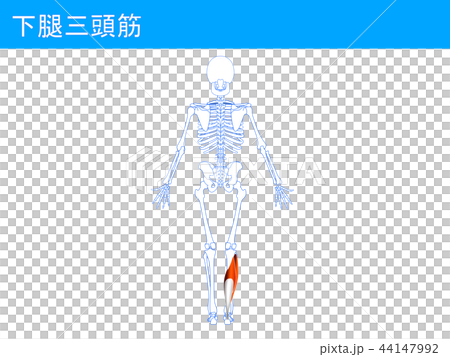 Lower thigh triceps 4 Lower thigh triceps 4 44147992