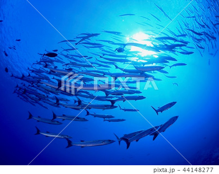 バラクーダ群れ＠パラオ 44148277