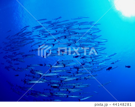 バラクーダ群れ@パラオ バラクーダ群れ@パラオ 44148281