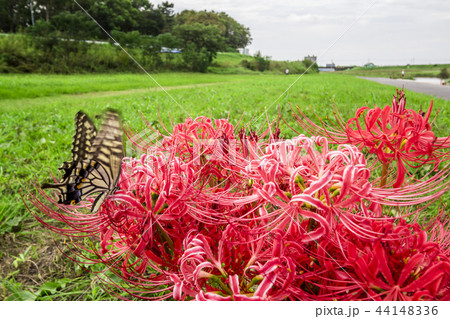 愛知県 名古屋市 矢田川河川敷 彼岸花の写真素材