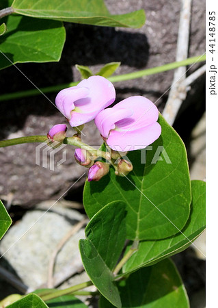 ハマエンドウの花 ハマエンドウの花 44148785