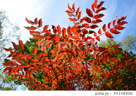 ウルシ 紅葉 ウルシ 紅葉 44148906