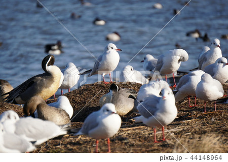琵琶湖冬鳥の群れ 琵琶湖冬鳥の群れ 44148964