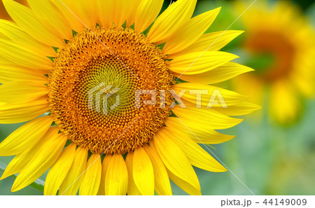 ヒマワリの花 ヒマワリの花 44149009
