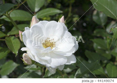 バラ　アイスバーグ 44149074