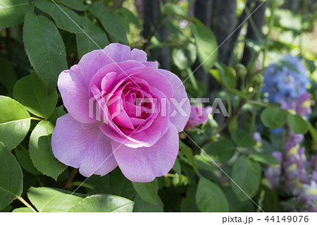 バラ　ガートルードジェキル 44149076