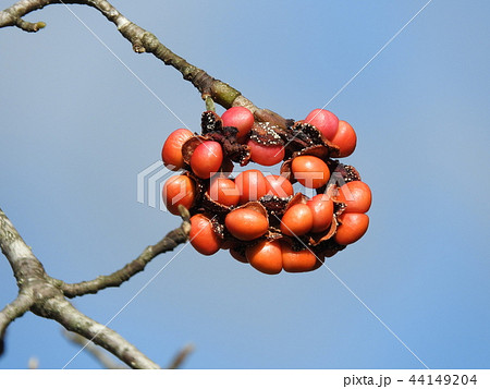 コブシの実 44149204