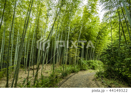 愛知県 名古屋市 牧野ヶ池緑地 竹林 愛知県 名古屋市 牧野ヶ池緑地 竹林 44149322