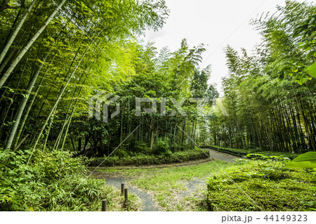 愛知県 名古屋市 牧野ヶ池緑地 竹林 愛知県 名古屋市 牧野ヶ池緑地 竹林 44149323